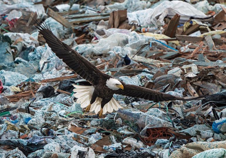 eagles, Logan Landfill, dump, bozeman, montana