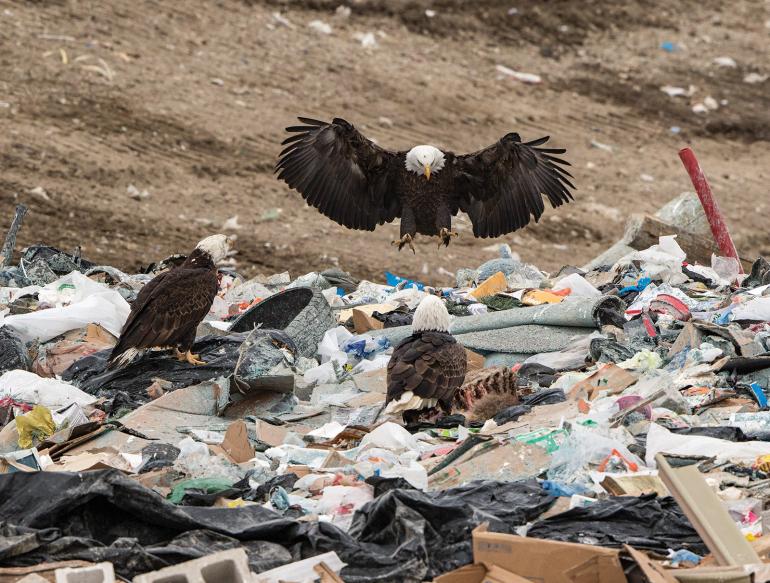 Eagles, Logan Landfill, dumpster, bozeman, montana, waste