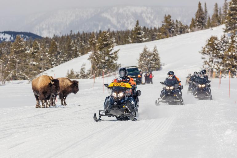 snowmobiling, west yellowstone, bison, montana, bozeman