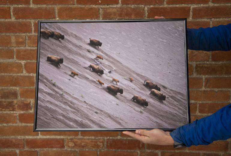 bison herd photo print outside bozeman