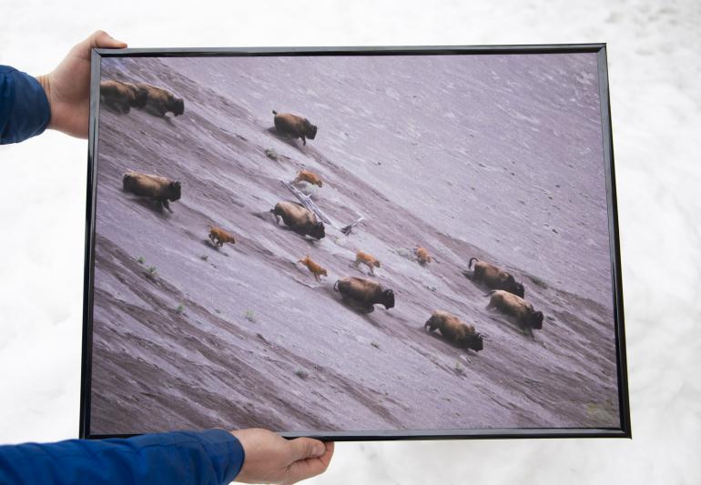 bison photo print framed