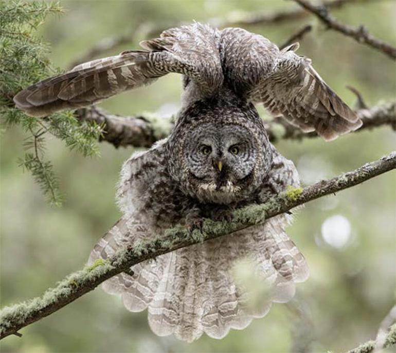 Saving Bozeman's Great Gray Owl