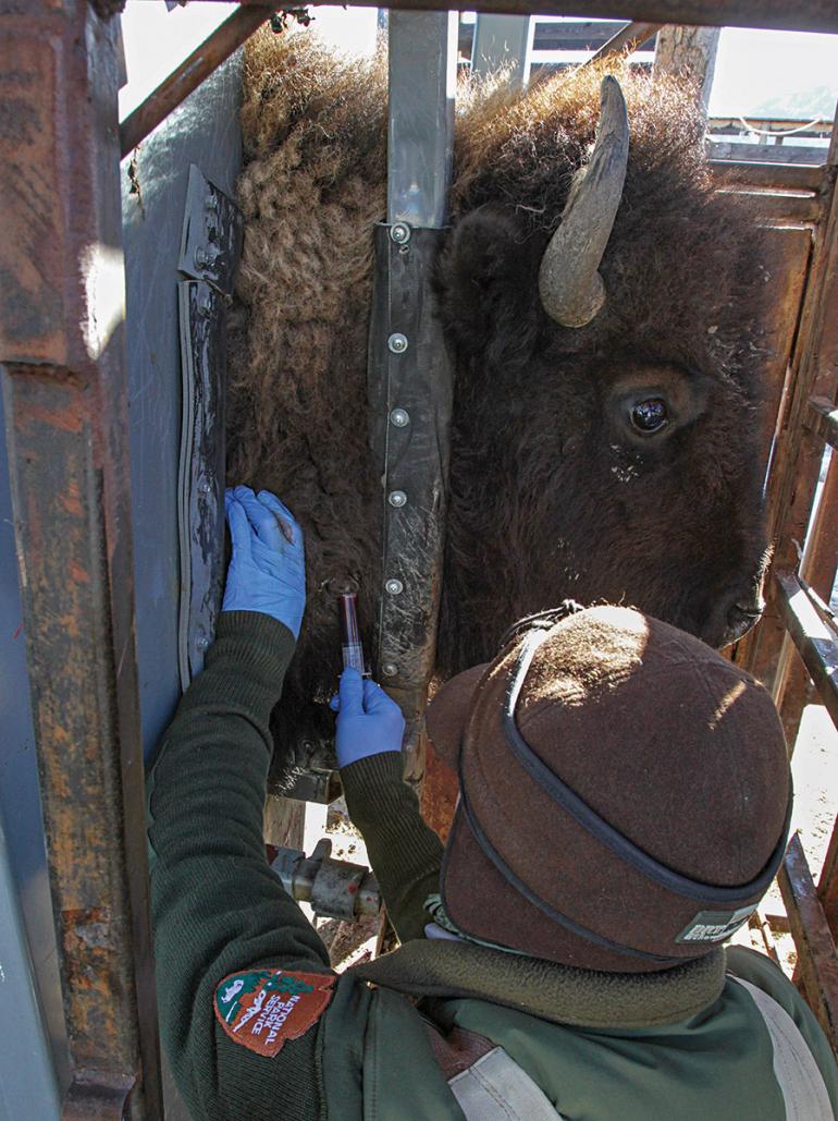 Vaccinating bison Yellowstone Park