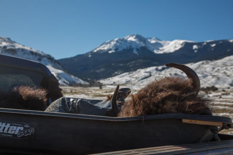Dead bison in back of truck, bison hunt Yellowstone