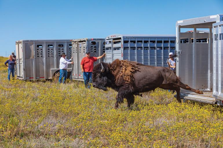Bison relocation to Fort Peck, bison release