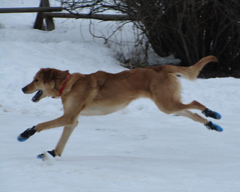 Review Ruffwear Polar Trex Booties Outside Bozeman