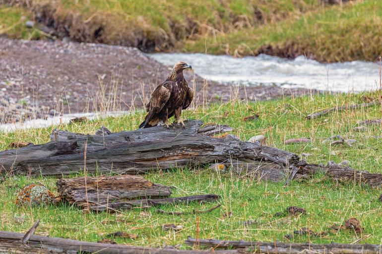 Golden eagle near river