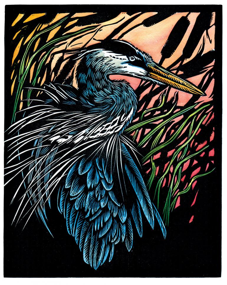 Great Blue Heron Claire Emery