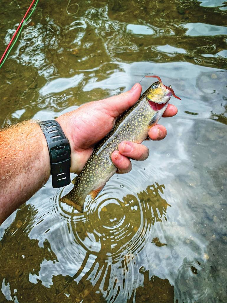 Brook trout eating a worm fly