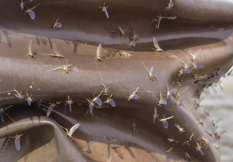 Mayfly swarm