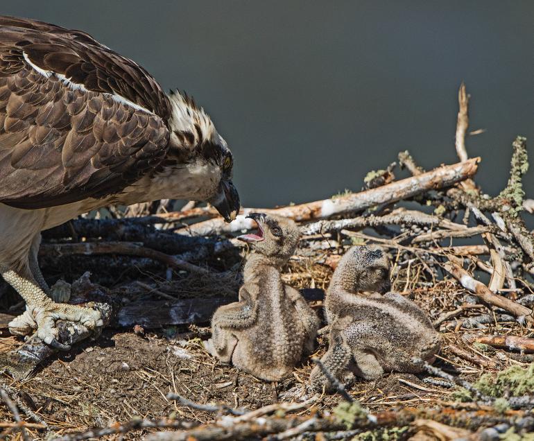 Osprey feeding chicks