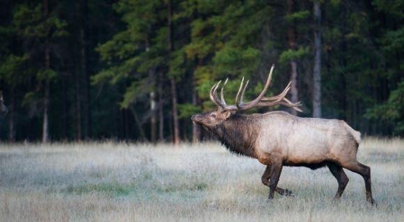 Bull Elk