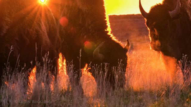 Bison grazing sunset