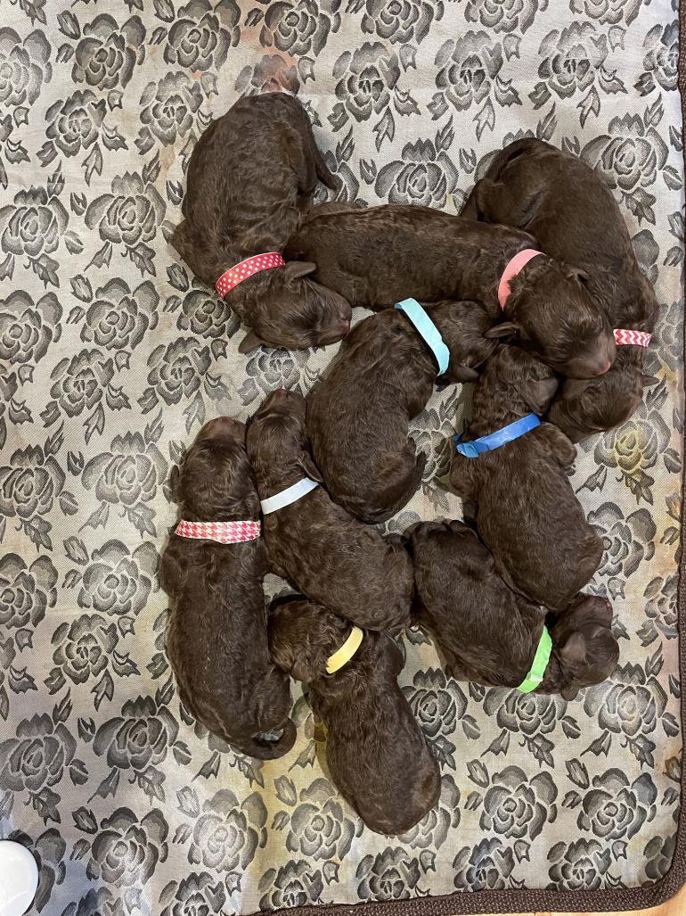 Puppies for sale