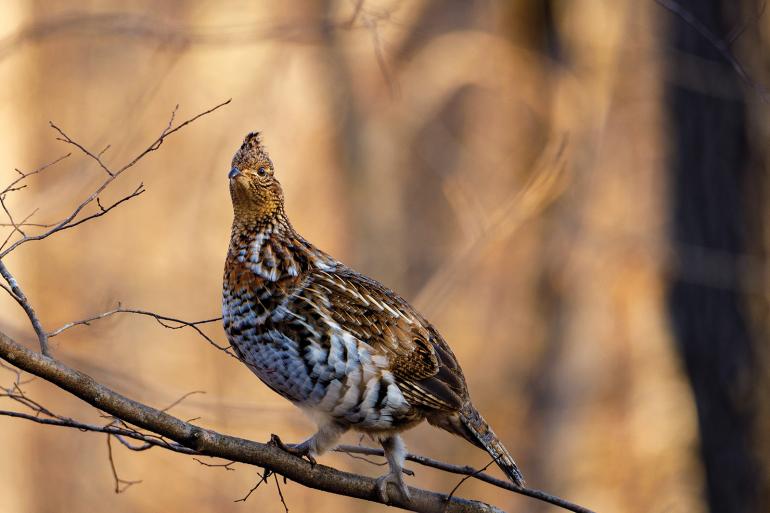 Ruffed grouse on branch
