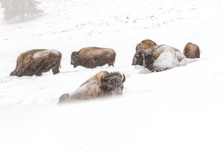Bison in blizzard