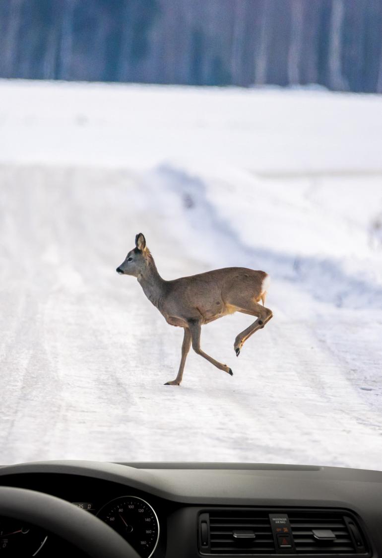 Deer in road
