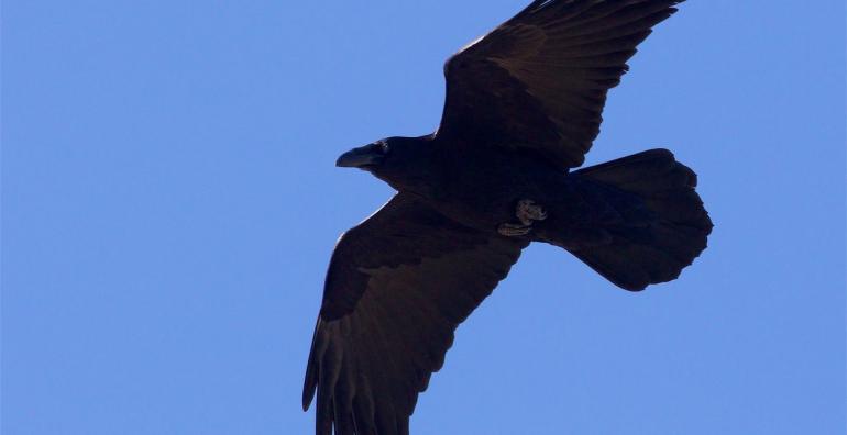 Common Raven in flight