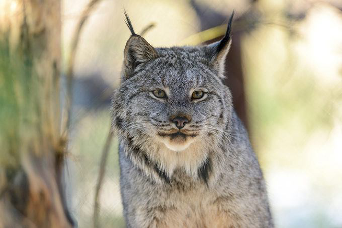 Bobcat - Photo courtesy of Eric Kilby/Creative Commons