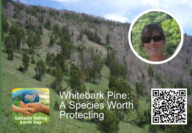 Whitebark Pine: A Species Worth Protecting