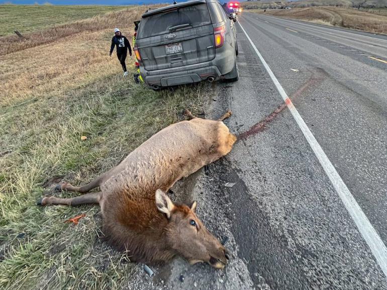 Dead elk on road