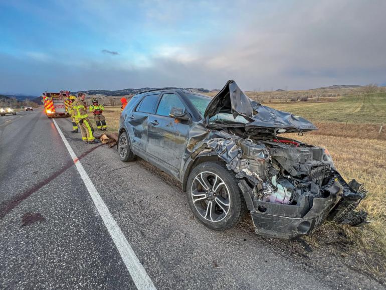 Car collision with elk
