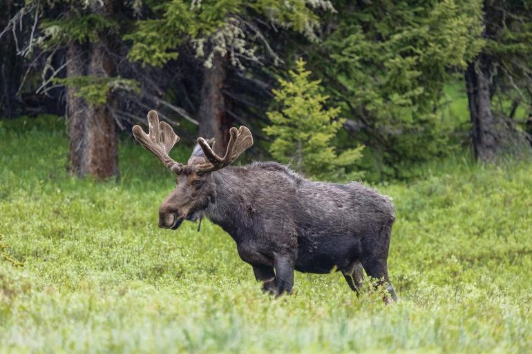 Moose in velvet