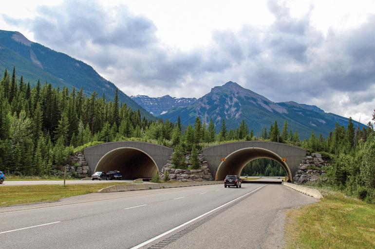 Wildlife overpass in Canada