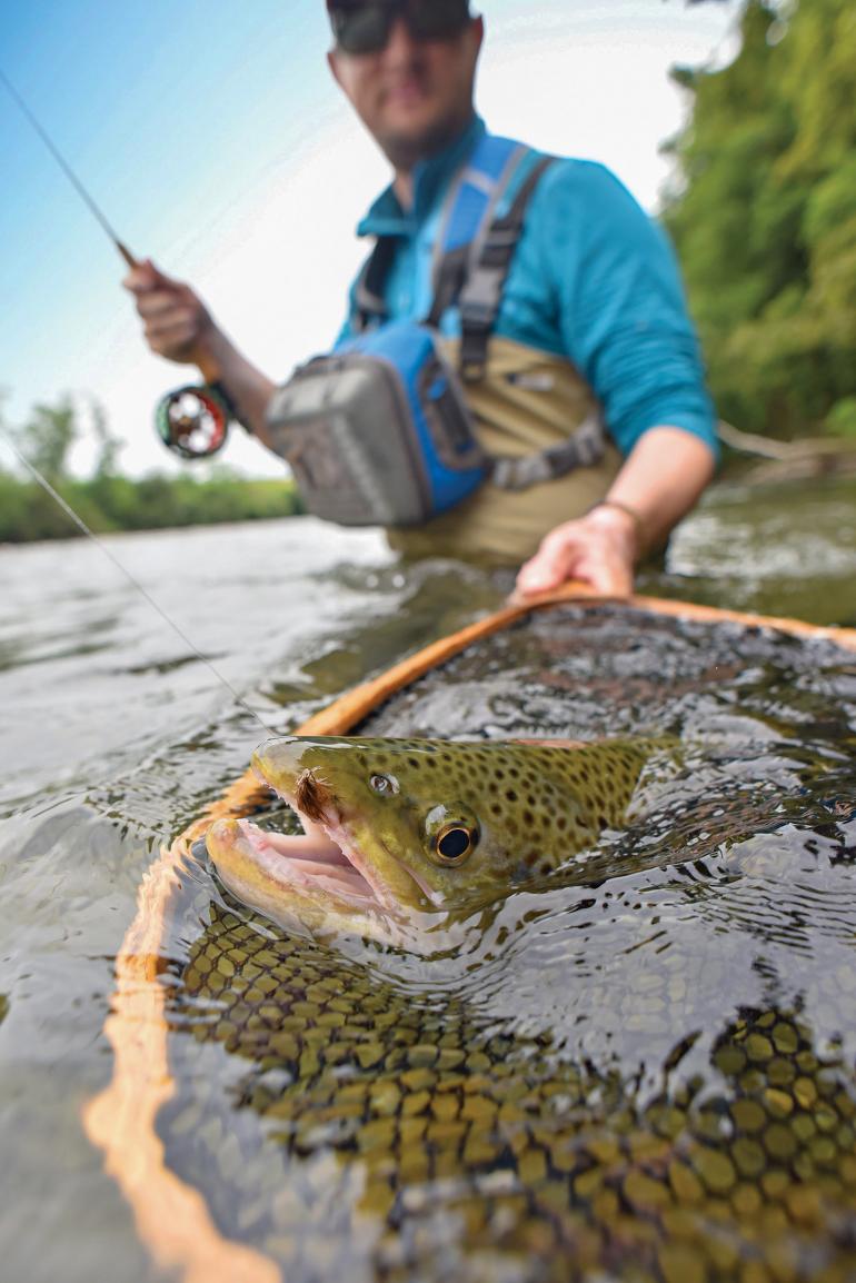 brown trout in net