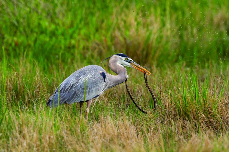 Blue Heron with snake