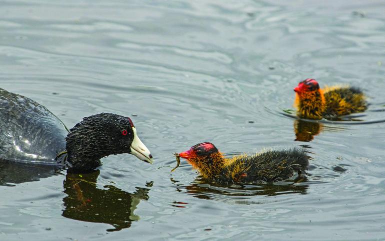 Coot with food