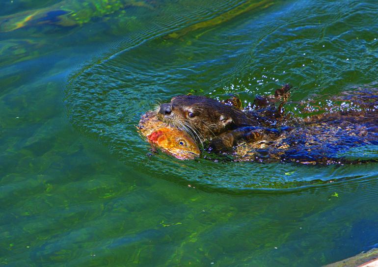 Otter with fish