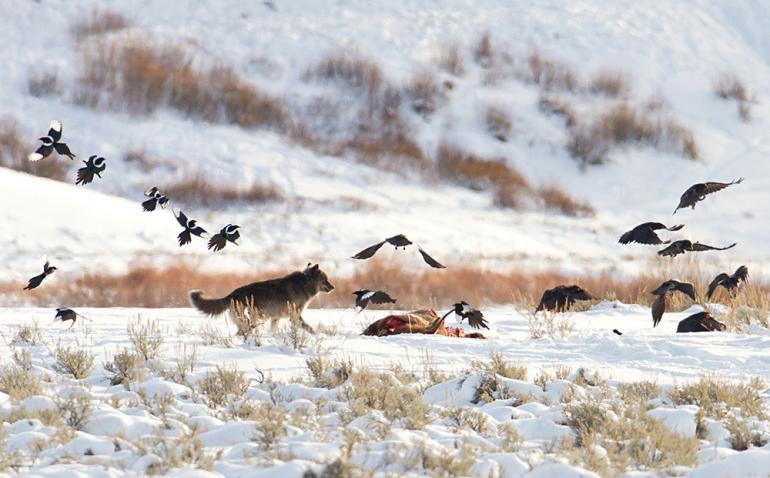 Wolf Magpie Ravens NPS courtesy