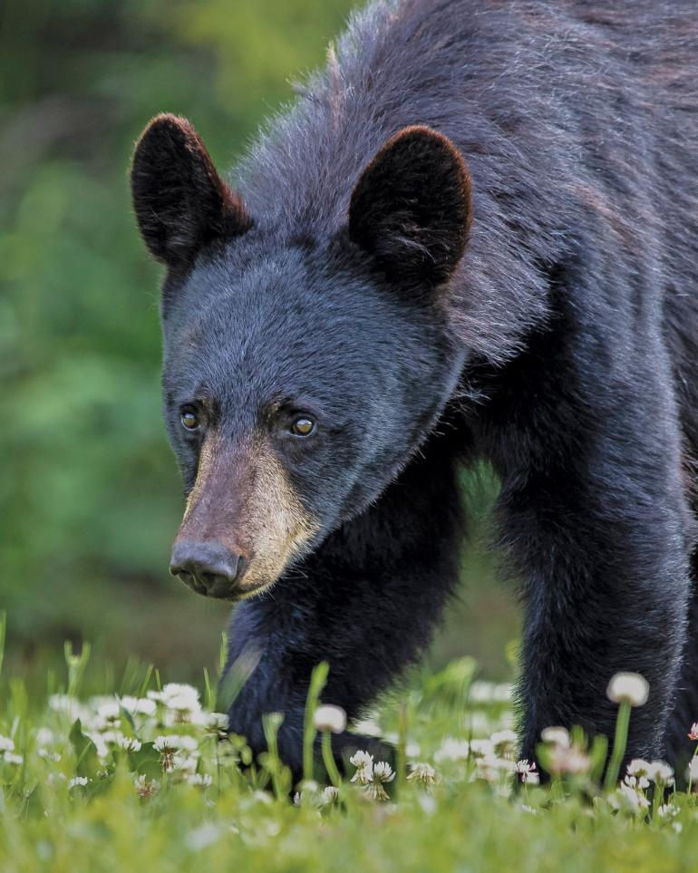 Black Bear