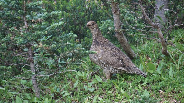 Blue grouse