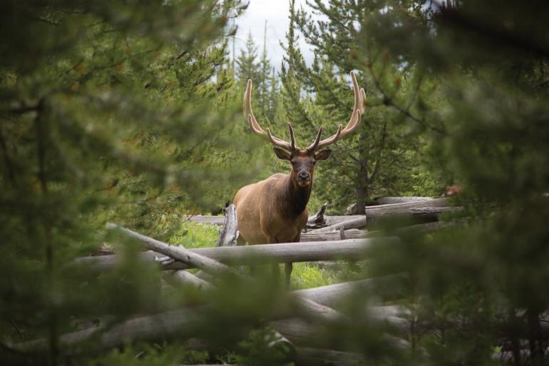 Bull elk in forest