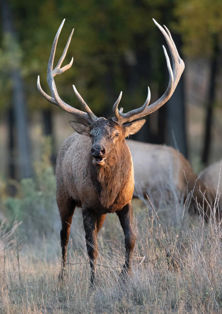 Bull elk