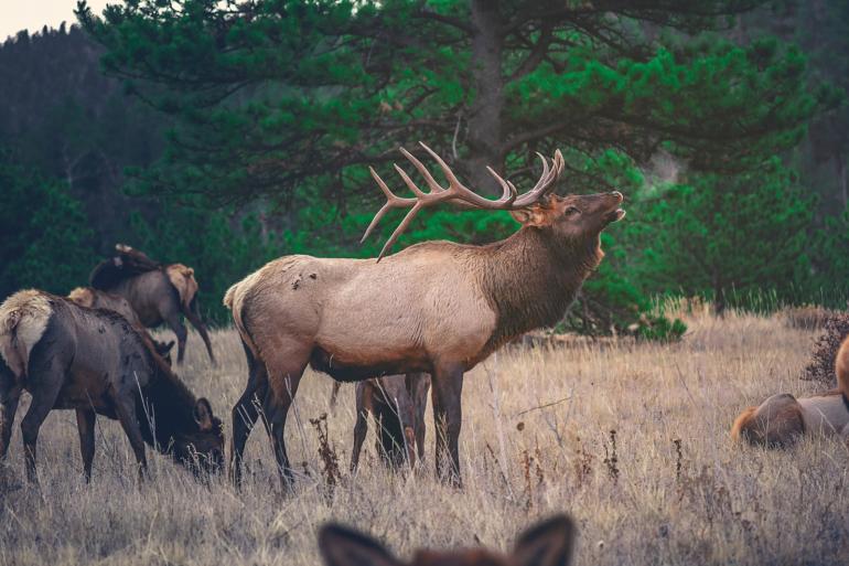 elk herd bugeling