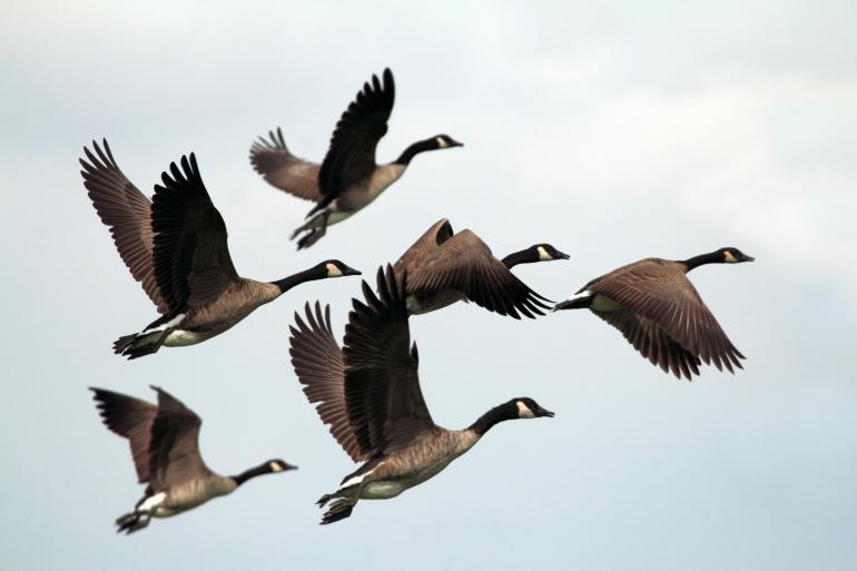 Geese flying