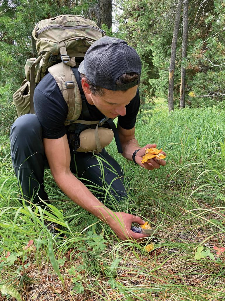 Chanterelle foraging