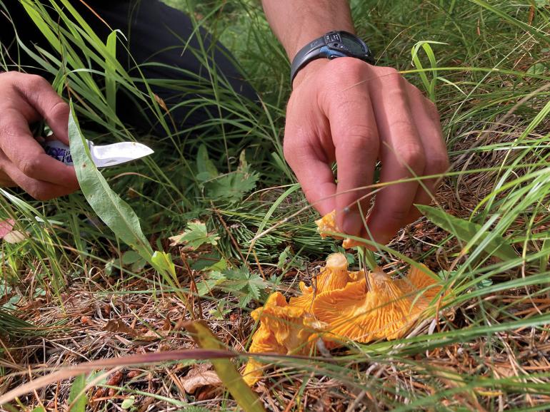 Chanterelle foraging