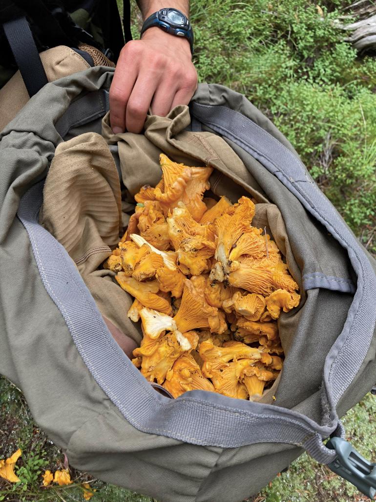 Chanterelle foraging