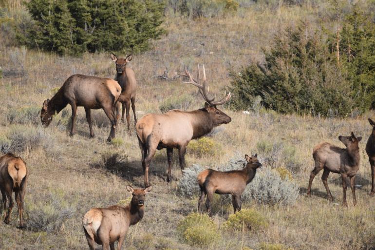 Elk herd