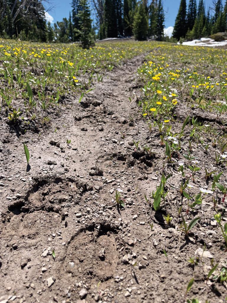 Elk tracks on trail