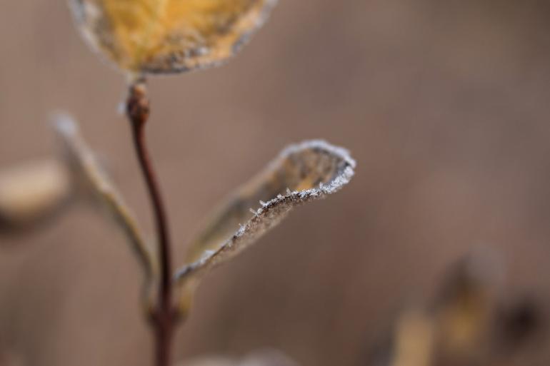 Frosty leaf