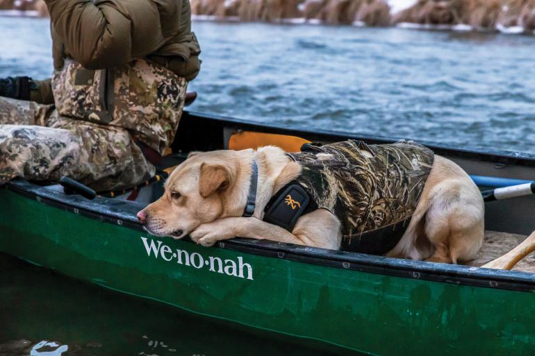 Dog in boat duck hunting