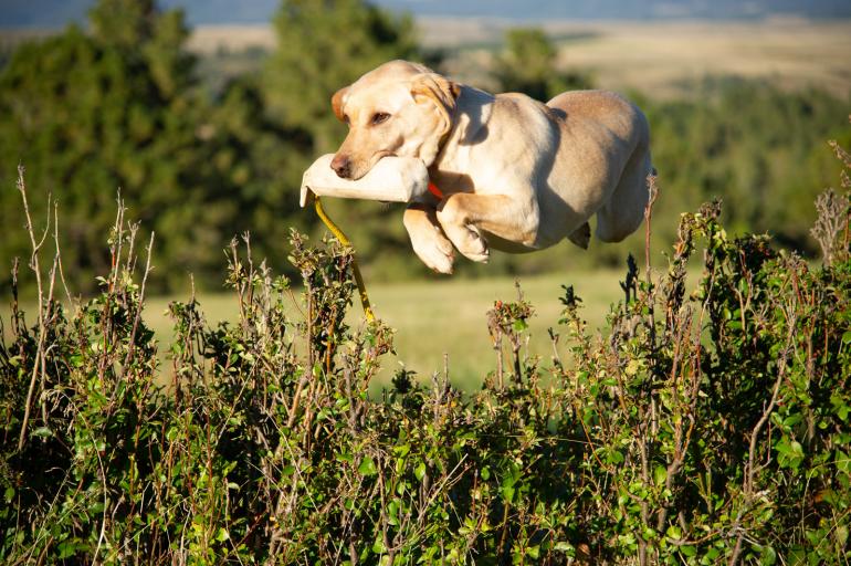 hunting dog jumping