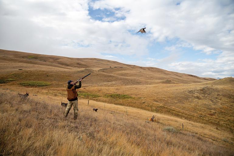 Upland bird hunting shooting