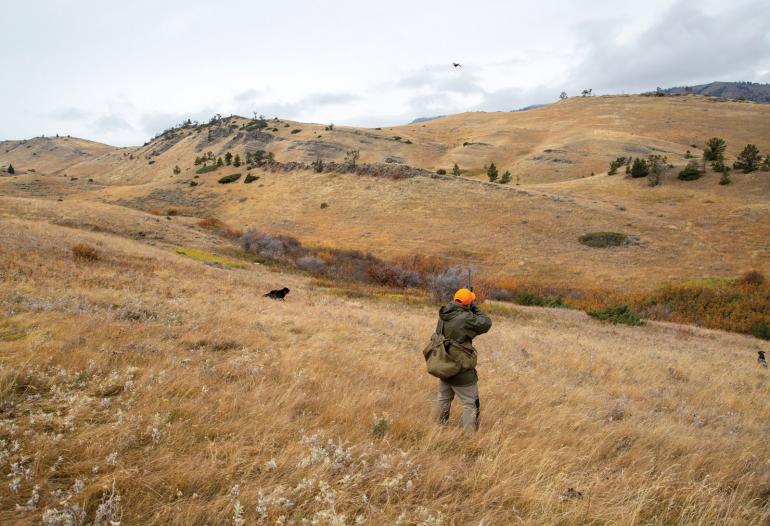 Bird hunting pheasant