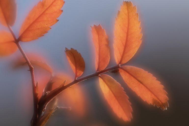 glowing fall leaves